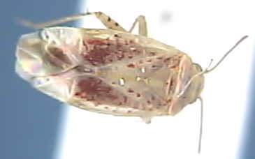 Psallus roseus